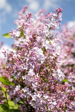 Çiçek açan leylağın arka planı