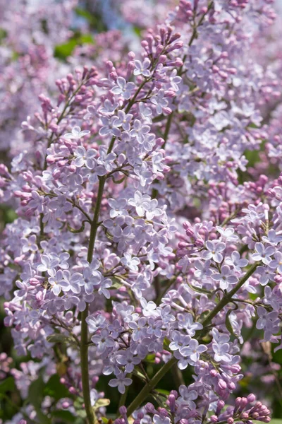 Background Lush Flowering Lilac — 스톡 사진