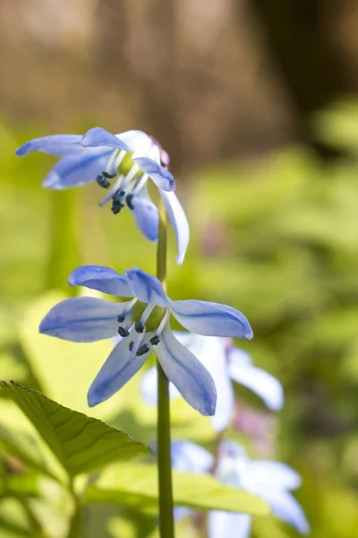 Scilla Sibirya Dan Bahar Çiçekleri — Stok fotoğraf