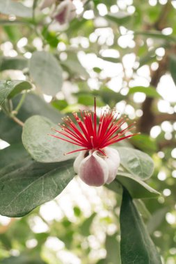 Feijoa çiçeği (Acca sellowiana) 