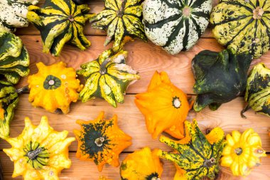 Sarı, yeşil çizgili ve siğilli farklı dekoratif balkabakları. Tasarım, peyzaj, ev ve iç mimari..