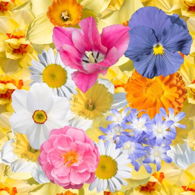 Bahar çiçekli kusursuz çiçek desenleri, narsis lale, nonoş, helodoksi, kadife çiçeği, papatya çayı..