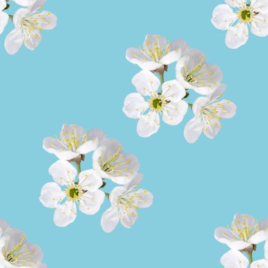 Mavi arka planda kiraz çiçeği izole edilmiş, pürüzsüz desen