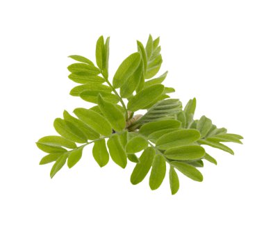 Genç bahar çiçekli akasya yaprakları beyaz arka planda izole edilmiş.