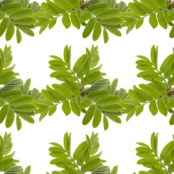 Sömlöst Mönster Med Vårgröna Akaciablad — Stockfoto