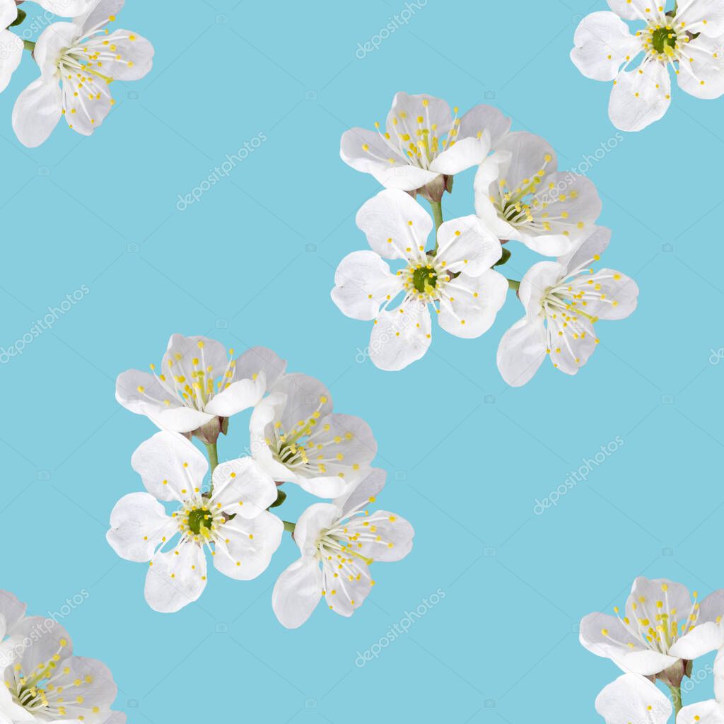 cherry blossom isolated seamless pattern on blue background
