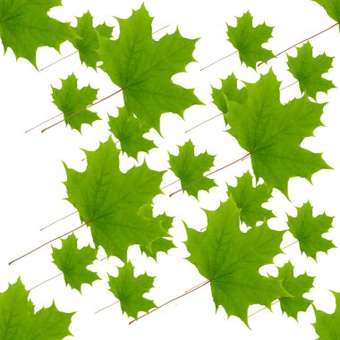 Yeşil akçaağaç yaprakları kusursuz desen, yaz arkaplanı.