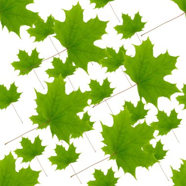 Yeşil akçaağaç yaprakları kusursuz desen, yaz arkaplanı.