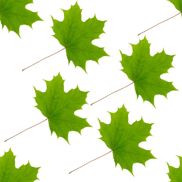 Green Maple Leaves Seamless Pattern Summer Background — Stock Photo, Image