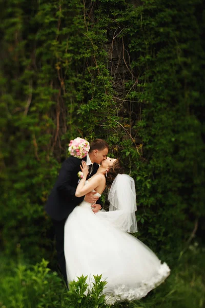 Ein leidenschaftlicher Kuss von frisch Verheirateten, die hinter der grünen Hecke stehen — Stockfoto