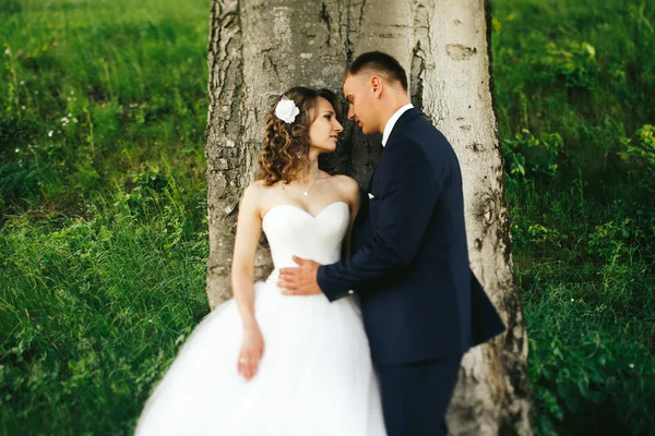 Mann hält die Taille der Braut zärtlich hinter einem Baum — Stockfoto