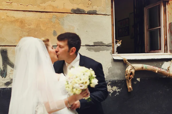 Katze starrt das charmante Brautpaar an — Stockfoto