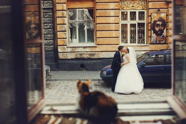 Katze beobachtet frisch Verheiratete — Stockfoto