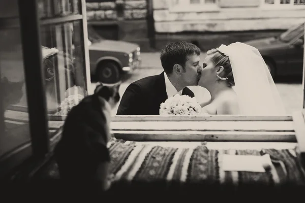 Cat gazes at a kiss of newlyweds — Φωτογραφία Αρχείου