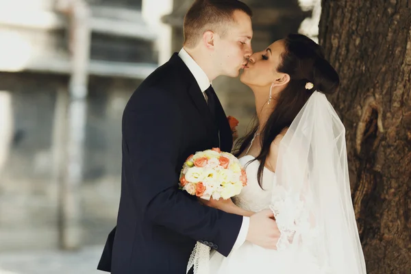 Recém-casados beijam debaixo da árvore — Fotografia de Stock