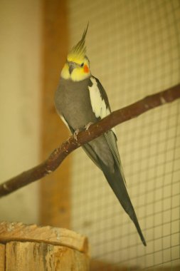 Çarpıcı gri papağan 