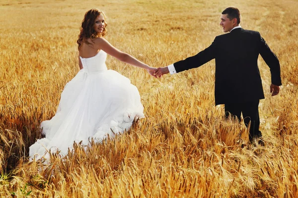 Recém-casados croos um campo dourado de trigo segurando suas mãos toge — Fotografia de Stock