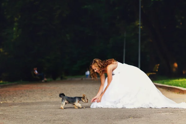 一只小狗在公园里的漂亮新娘玩 — 图库照片