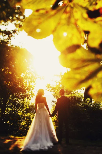 Blick über die Blätter auf ein Hochzeitspaar, das zu den Sonnen geht — Stockfoto