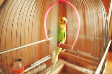 Yeşil havuç kafeste oturur