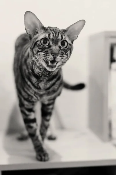 Despojado gris gato mews — Foto de Stock