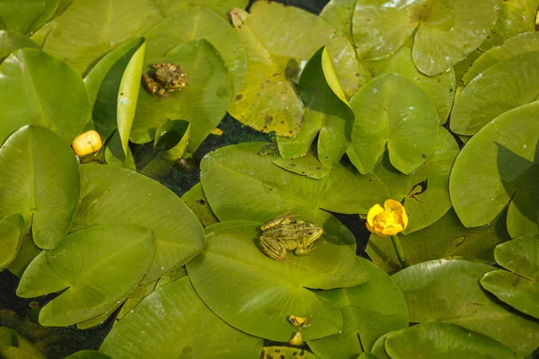 Frogs sit on leaves of burdock — Stock Photo, Image