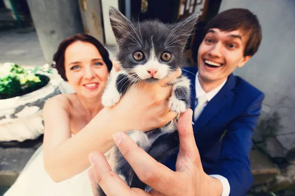 Piccolo gatto sembra sorpreso di essere tenuto da sposi — Foto Stock