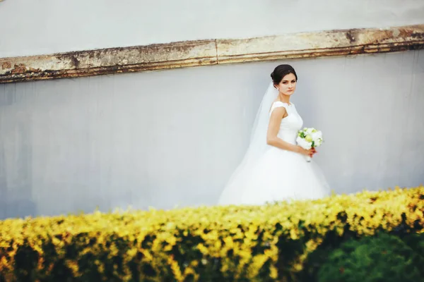 Brunette noiva caminha ao longo de uma parede branca atrás de arbustos amarelos — Fotografia de Stock