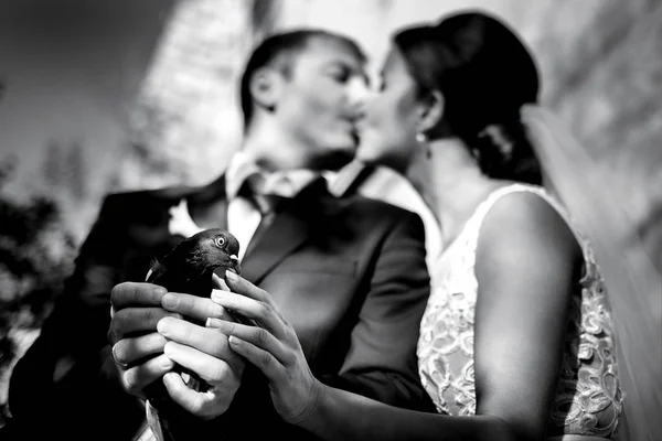 Groom holds a black pigeon in his arms while bride kisses him — Stock Photo, Image