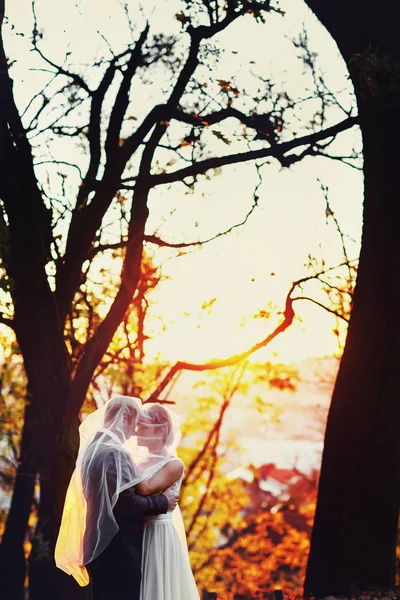 Sposi nascosti sotto un velo stand nella foresta d'oro autunno — Foto Stock