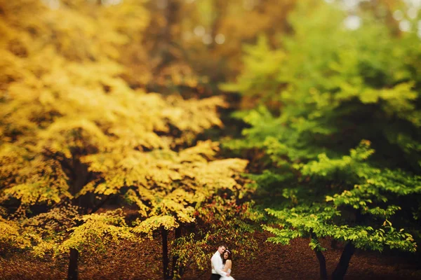 Een blik uit de verte op een rustige jonggehuwden permanent in een herfst — Stockfoto