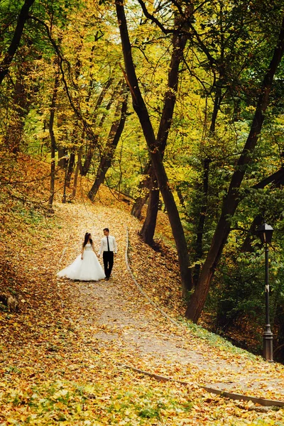 Impressionantes recém-casados caminham ao longo do passo no parque coberto de ouro — Fotografia de Stock