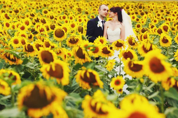 Hermosa pareja de boda se encuentra en el campo lleno de girasoles — Foto de Stock