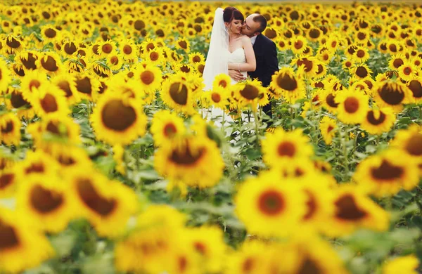 Novio abrazos novia por detrás de pie en el campo cubierto con — Foto de Stock