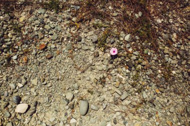 Küçük pembe çiçek kaldırım üzerinde büyür 