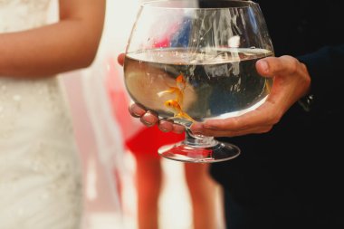 Küçük altın balık kase akvaryum içinde yüzmek 