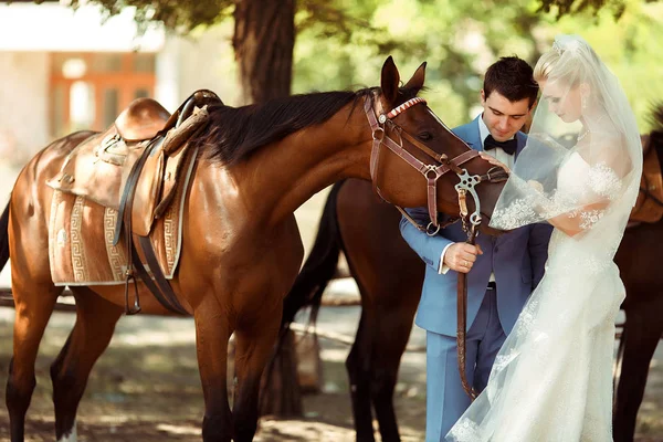 新娘新郎用喂一匹马 — 图库照片