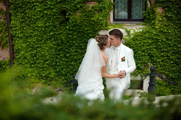 Recém-casados em roupas brancas beijam atrás de uma parede verde — Fotografia de Stock