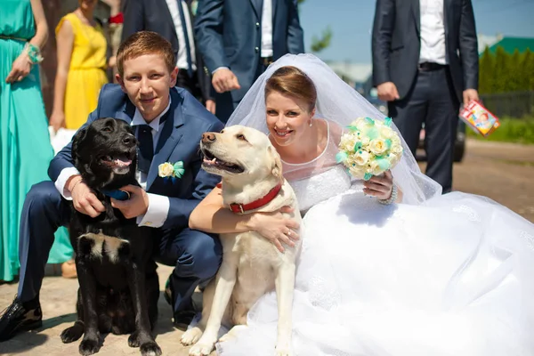 新郎新婦は、黒と白の犬を抱っこ — ストック写真
