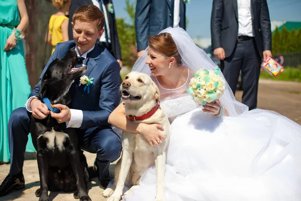 Los recién casados sonrientes se inclinan a los perros blancos y negros —  Fotos de Stock
