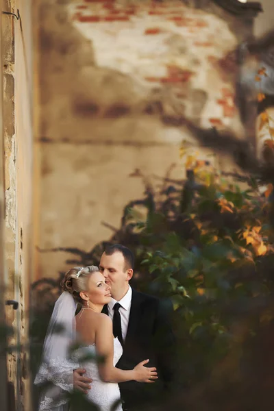 Uno sguardo dalle foglie verdi sulla fronte di uno sposo che bacia la sposa — Foto Stock