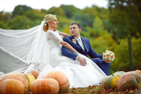 Ветер развевает завесу невесты, пока она сидит с женихом на тыкве — стоковое фото