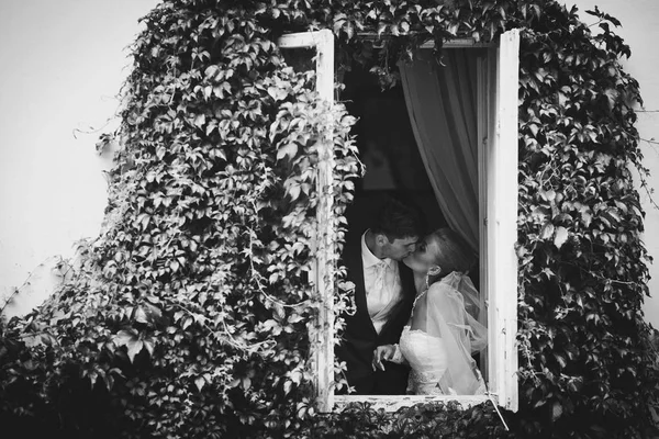 Passionate newlyweds kiss in the window surrounded with an ivy — Stock Photo, Image