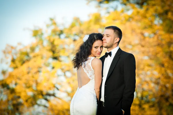 Curly noiva morena em um vestido com costas abertas inclina-se para um noivo — Fotografia de Stock