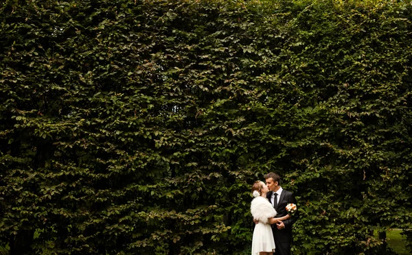 Hochzeitspaar küsst sich zart hinter einer Wand aus Efeu — Stockfoto