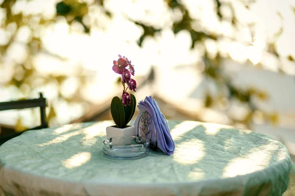 Violette Orchidee im kleinen weißen Blumentopf steht auf dem runden Tisch — Stockfoto