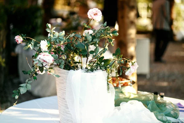 Λευκό γλάστρα με ροζ τριαντάφυλλα στέκεται πάνω στο τραπέζι — Φωτογραφία Αρχείου