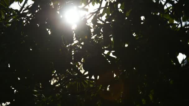 Puesta de sol en el bosque — Vídeo de stock