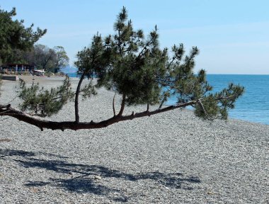 Kayalık bir deniz plajında çam yatay şube