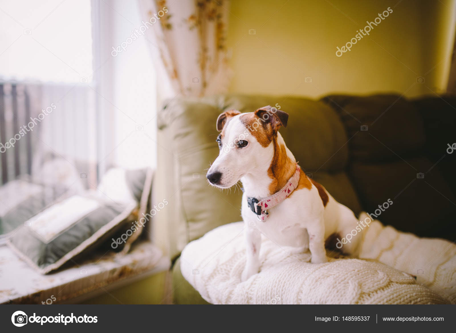 Petit Pur Sang Noir Et Blanc Brun Chien Dans La Maison